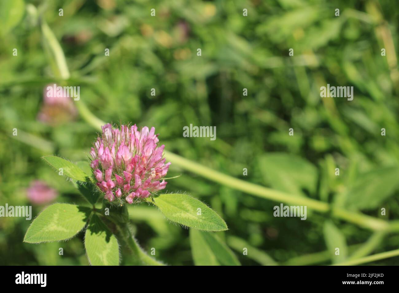 Primo piano di sole rosa trifoglio rosso in un prato Foto Stock