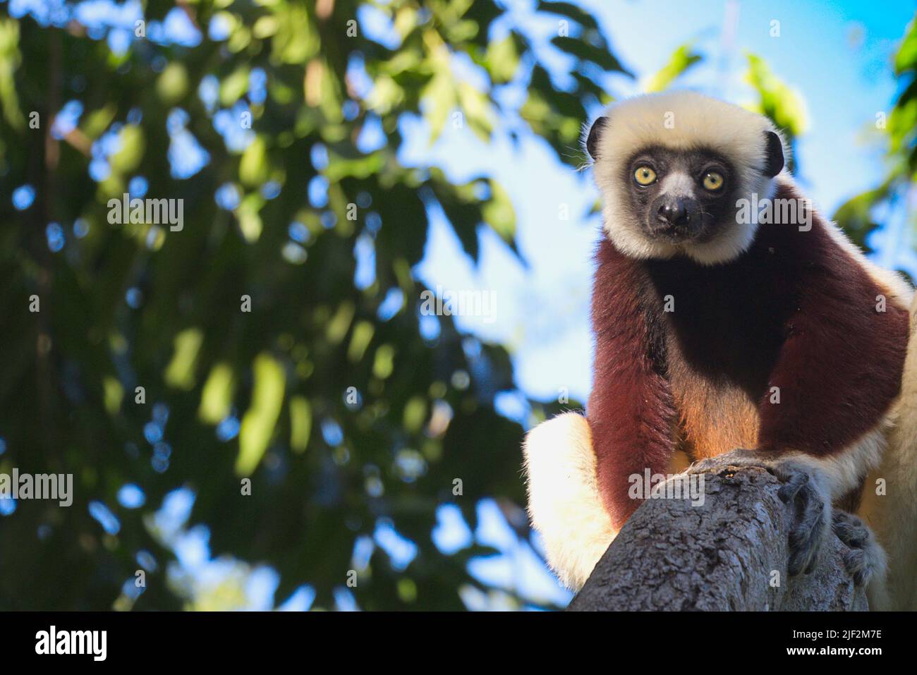 Lemuren auf Madagaskar Foto Stock