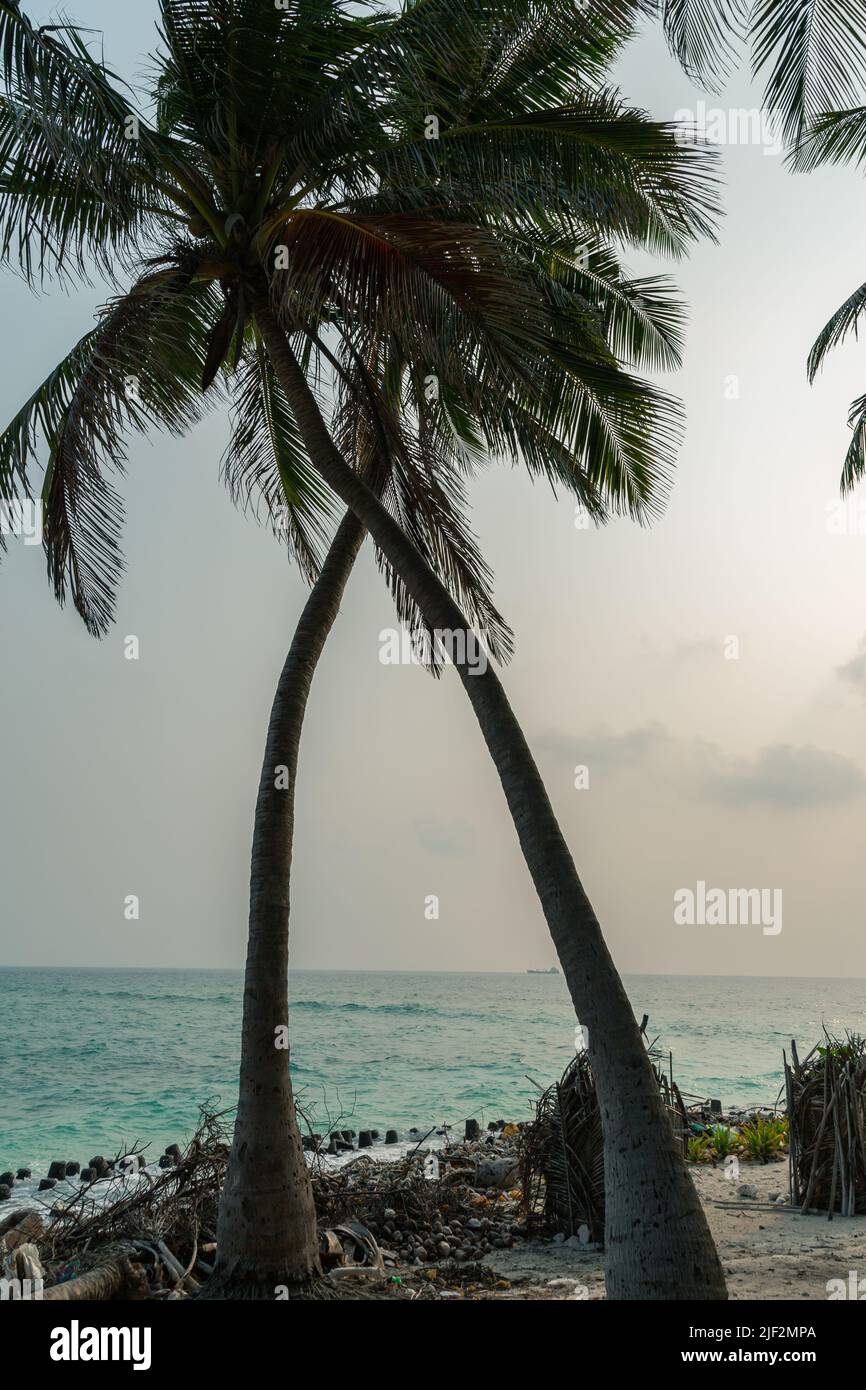 Lakshadweep, India - 15 marzo 2022: Alberi di cocco sulla spiaggia in Lakshadweep Foto Stock