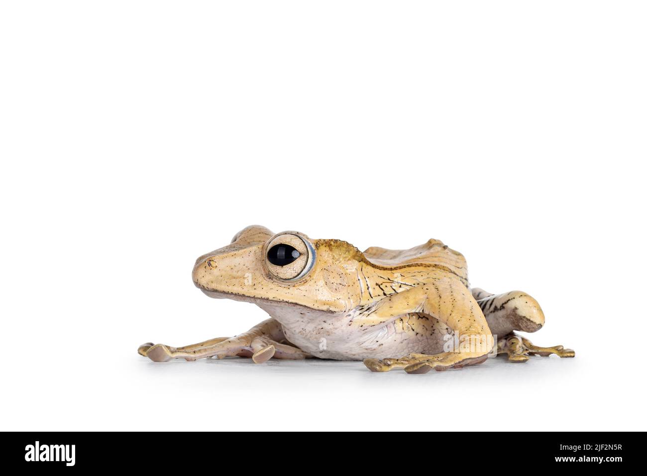 Primo piano del Borneo ha eato la rana aka Polipedates otilophus seduta sensi laterali. Isolato su sfondo bianco. Foto Stock