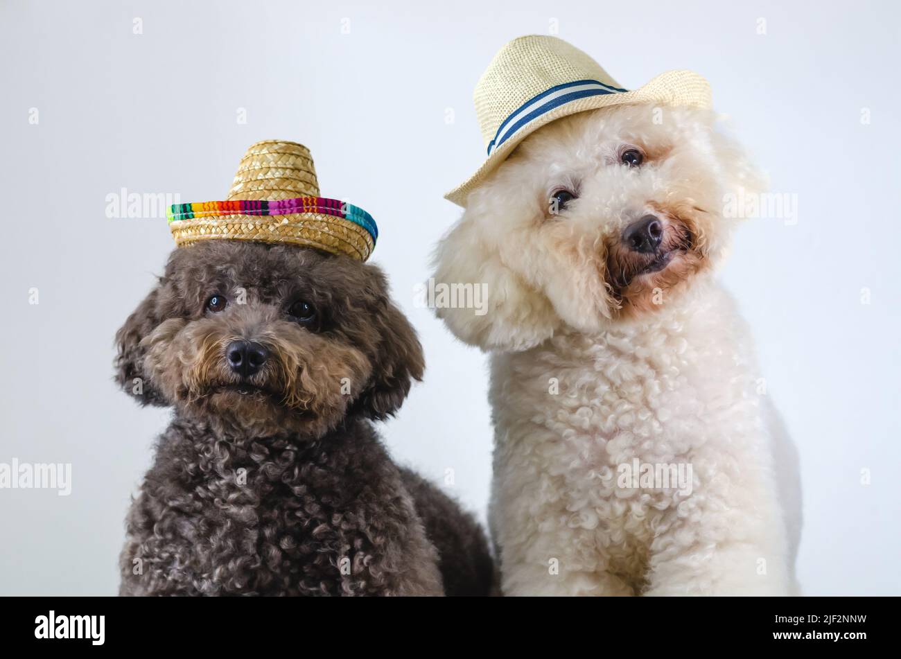 Due adorabili cuccioli in bianco e nero che indossano cappello e si siedono insieme su sfondo bianco per il concetto estivo. Foto Stock