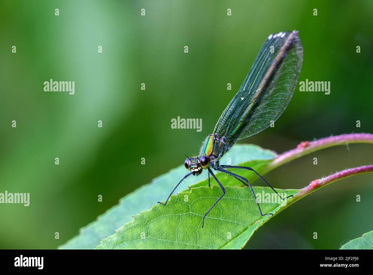 Demoiselle a banchetto, Calopteryx splendore femminile seduta su una foglia, primo piano. Aspettando la preda. Sfondo verde sfocato, isolato. Trencin, Slovacchia. Foto Stock