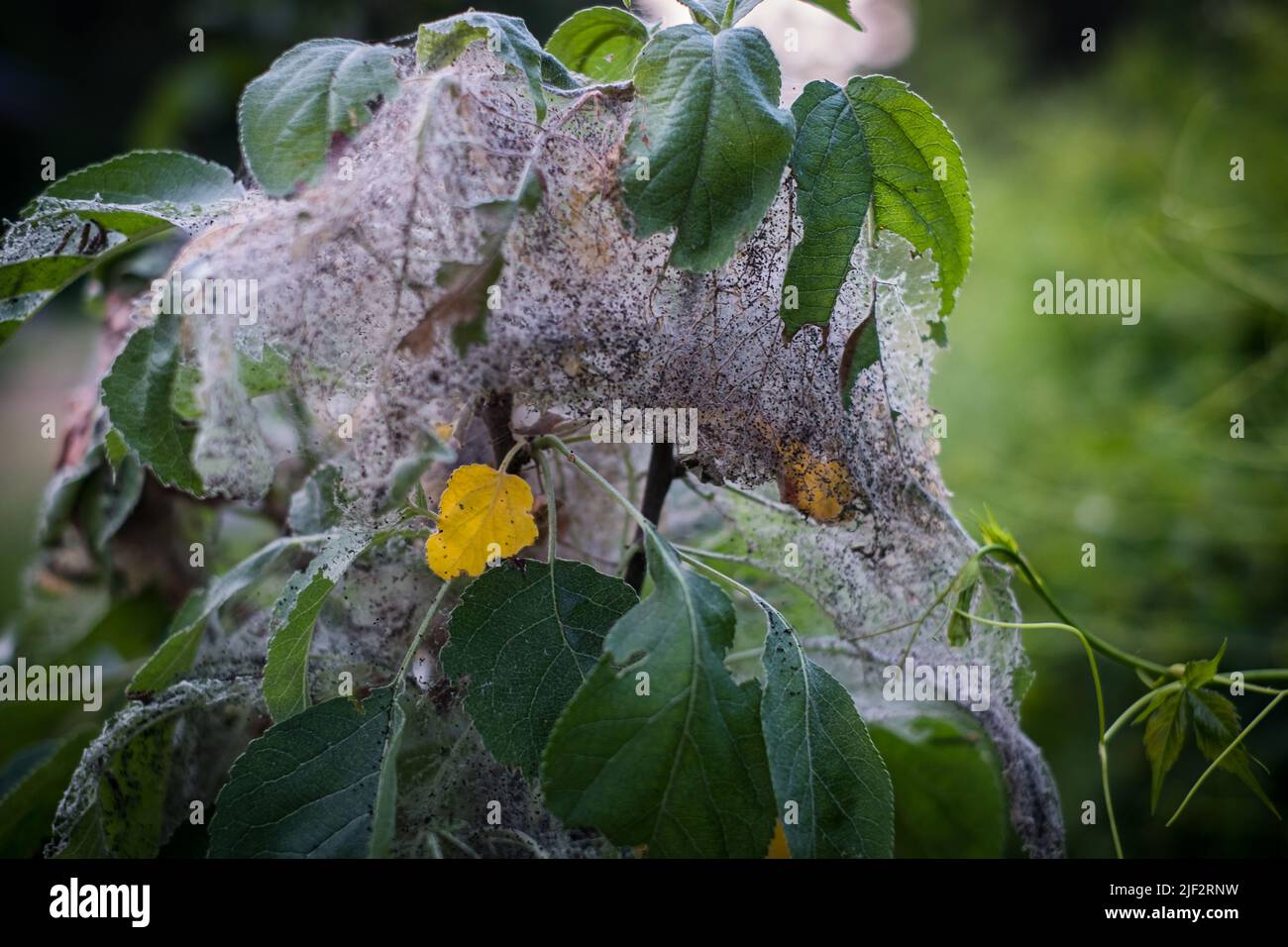 Ermine di mele o malinellus di Yponomeuta. I pilastri si riuniscono in nidi tessuti dalla rete su foglie di albero. Foto Stock