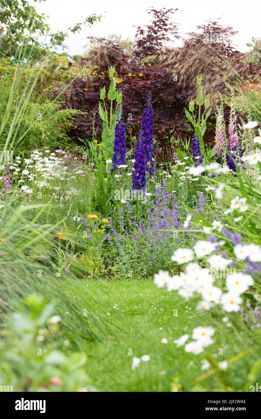 Giardino rewilding - piantare fiori selvatici come le tesle, foxguants e margherite bue-eye accanto ad insetti che attraggono perenni (catmenta e delphiniums) Foto Stock