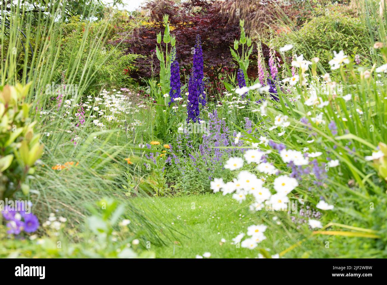 Giardino rewilding - piantare fiori selvatici come le tesle, foxguants e margherite bue-eye accanto ad insetti che attraggono perenni (catmenta e delphiniums) Foto Stock