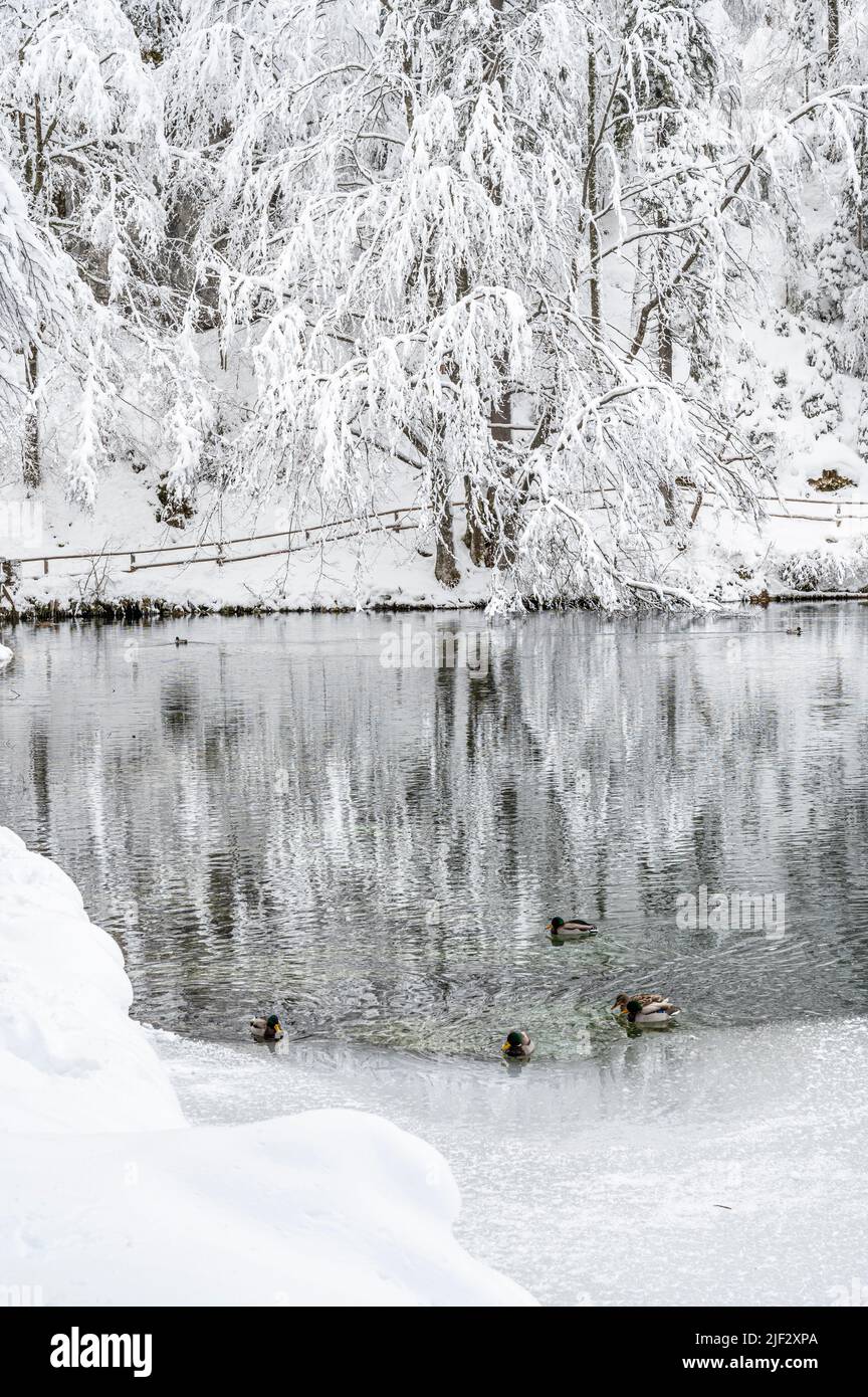 Inverno neve a Fusine. Magia del lago inferiore. Foto Stock