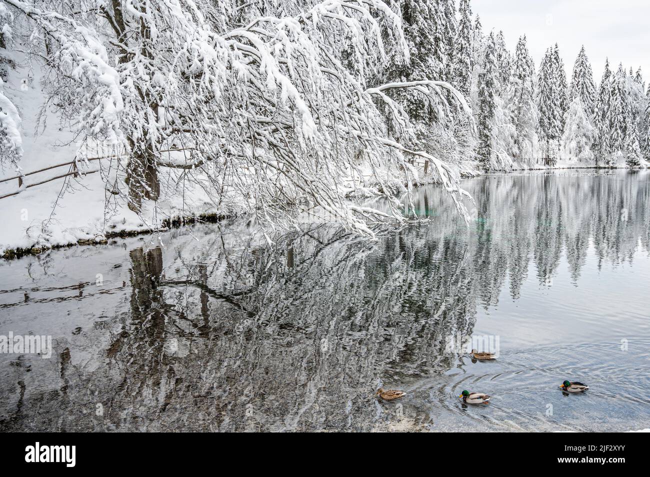 Inverno neve a Fusine. Magia del lago inferiore. Foto Stock