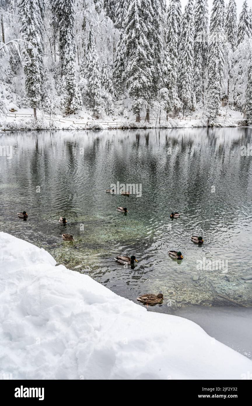 Inverno neve a Fusine. Magia del lago inferiore. Foto Stock