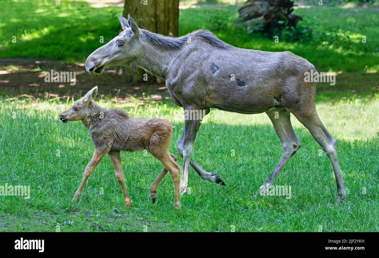 Ritratto di una mucca che cammina alce e il suo vitello (Alces Alces) Foto Stock