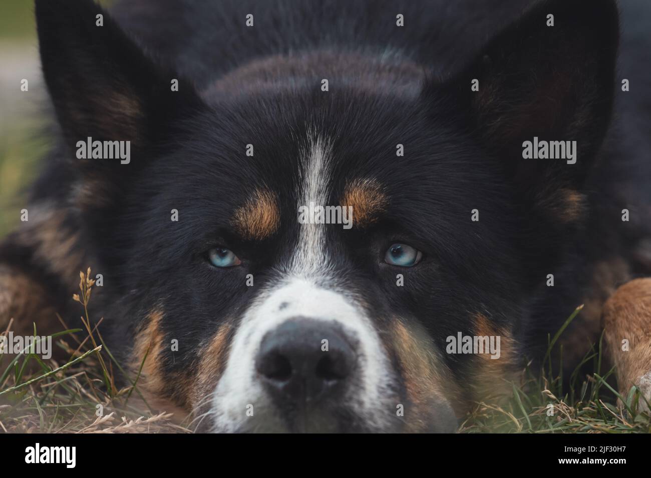 il cane con gli occhi blu astuti si trova e guarda lateralmente Foto Stock