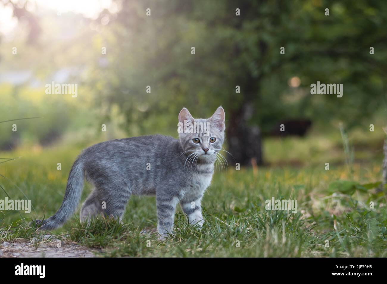 gattino grigio nel giardino al tramonto Foto Stock