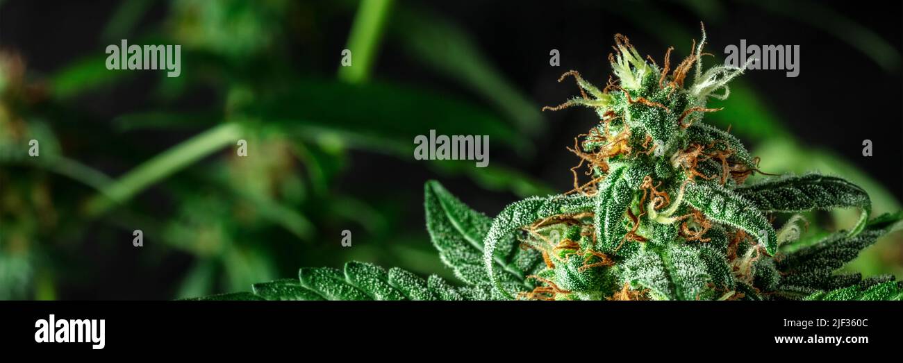 Piante di cannabis in fiore panorama con fiori bianchi e gialli, con trichomi. Coltivare marijuana medicinale Foto Stock