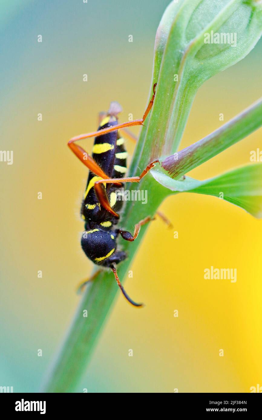Coleotteri wasp (Clytus arietis), su un gambo, Germania, Renania settentrionale-Vestfalia Foto Stock