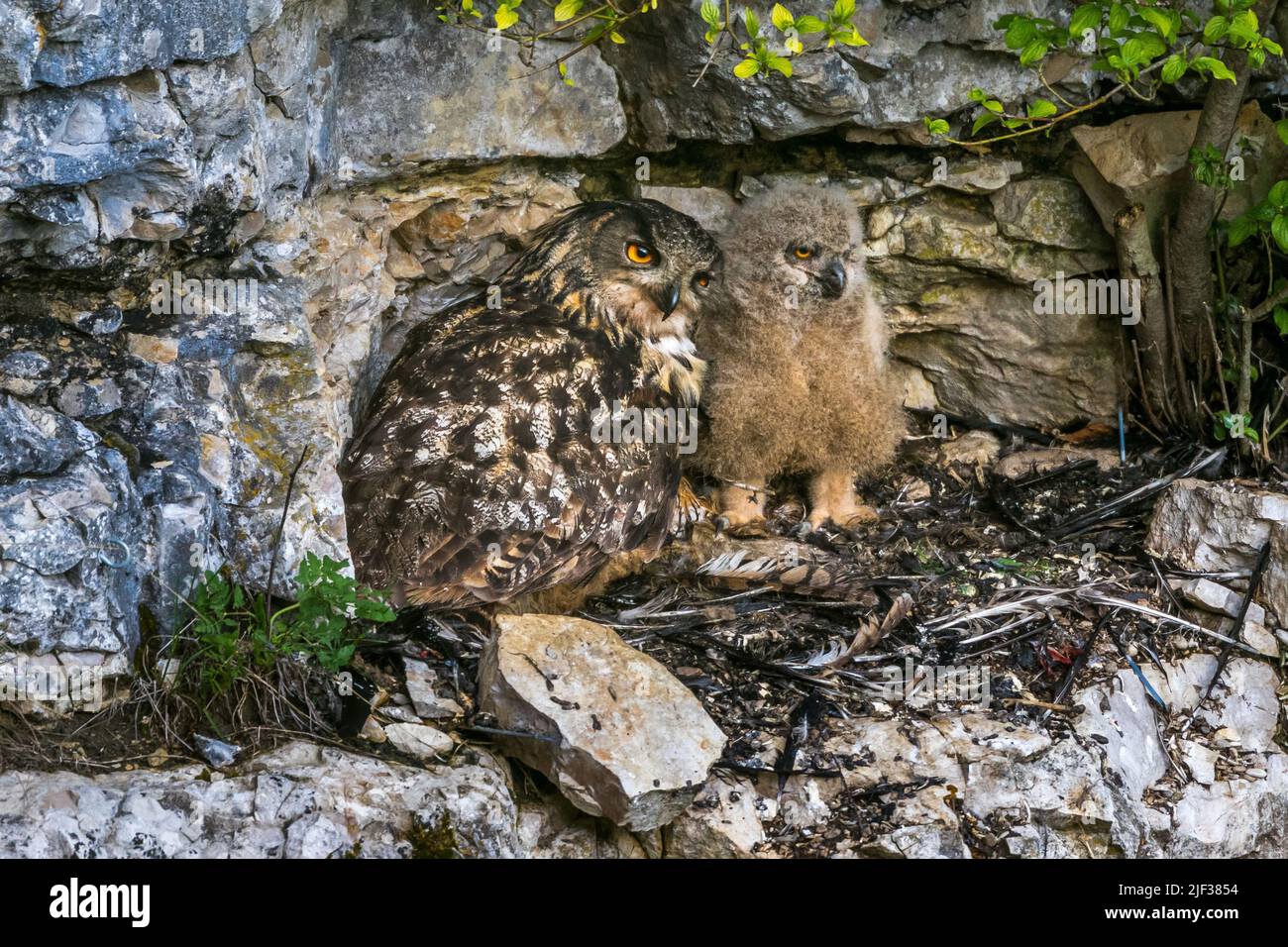 Gufo dell'aquila settentrionale (bubo bubo), presso la prateria con giovane animale, Germania, Baden-Wuerttemberg Foto Stock