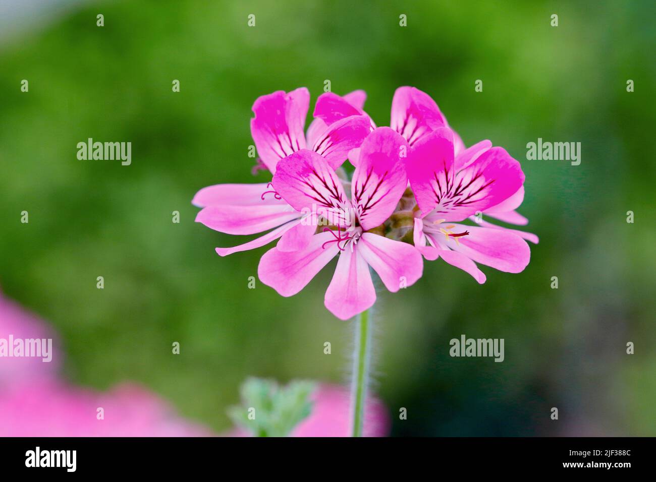 Citrosa geranio, zanzara-shocker, zanzara-fighter, Citronella Pelargonium, Lemon scentes Geranium (Palergonium crispum, Pelargonium citrosum, Foto Stock Citrosa geranio, zanzara-shocker, zanzara-fighter, Citronella Pelargonium, Lemon scentes Geranium (Palergonium crispum, Pelargonium citrosum, Foto Stock