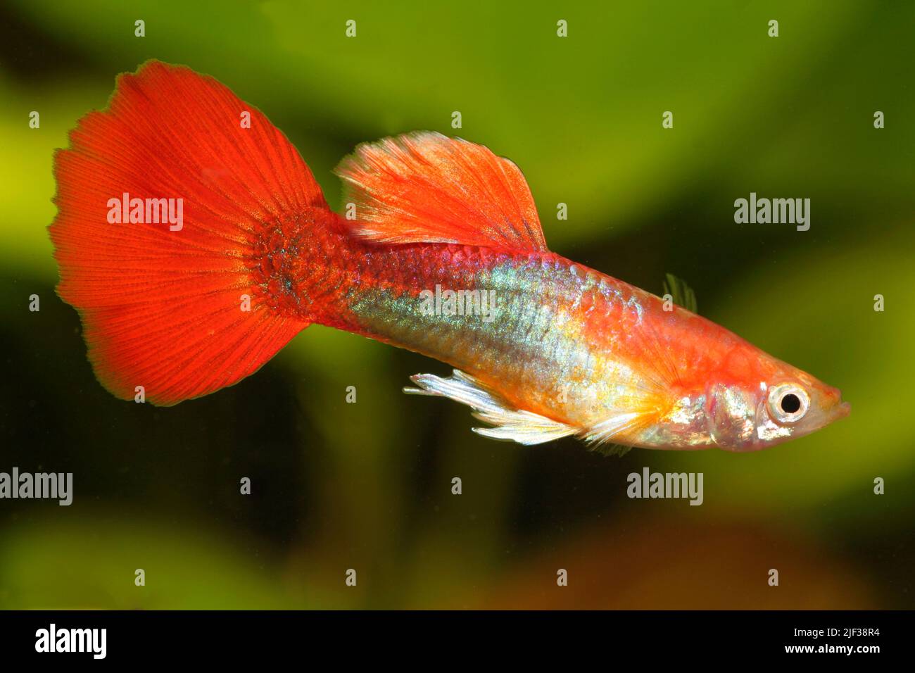 Guppy (Poecilia reticulata, Lebistes reticulatus, Lebistes reticulata), maschio, rotondo rosso di coda Foto Stock