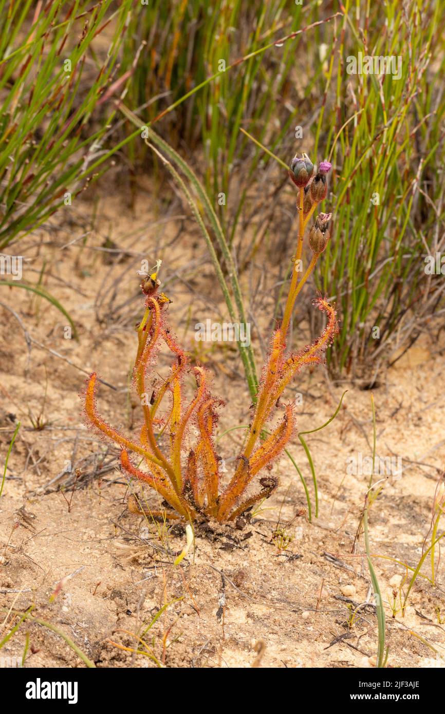 Ritratto della pianta carnivora Drosera cistiflora (famiglia Sundew) visto vicino a Nieuwoudtville sul altopiano di Bokkeveld in Sudafrica Foto Stock