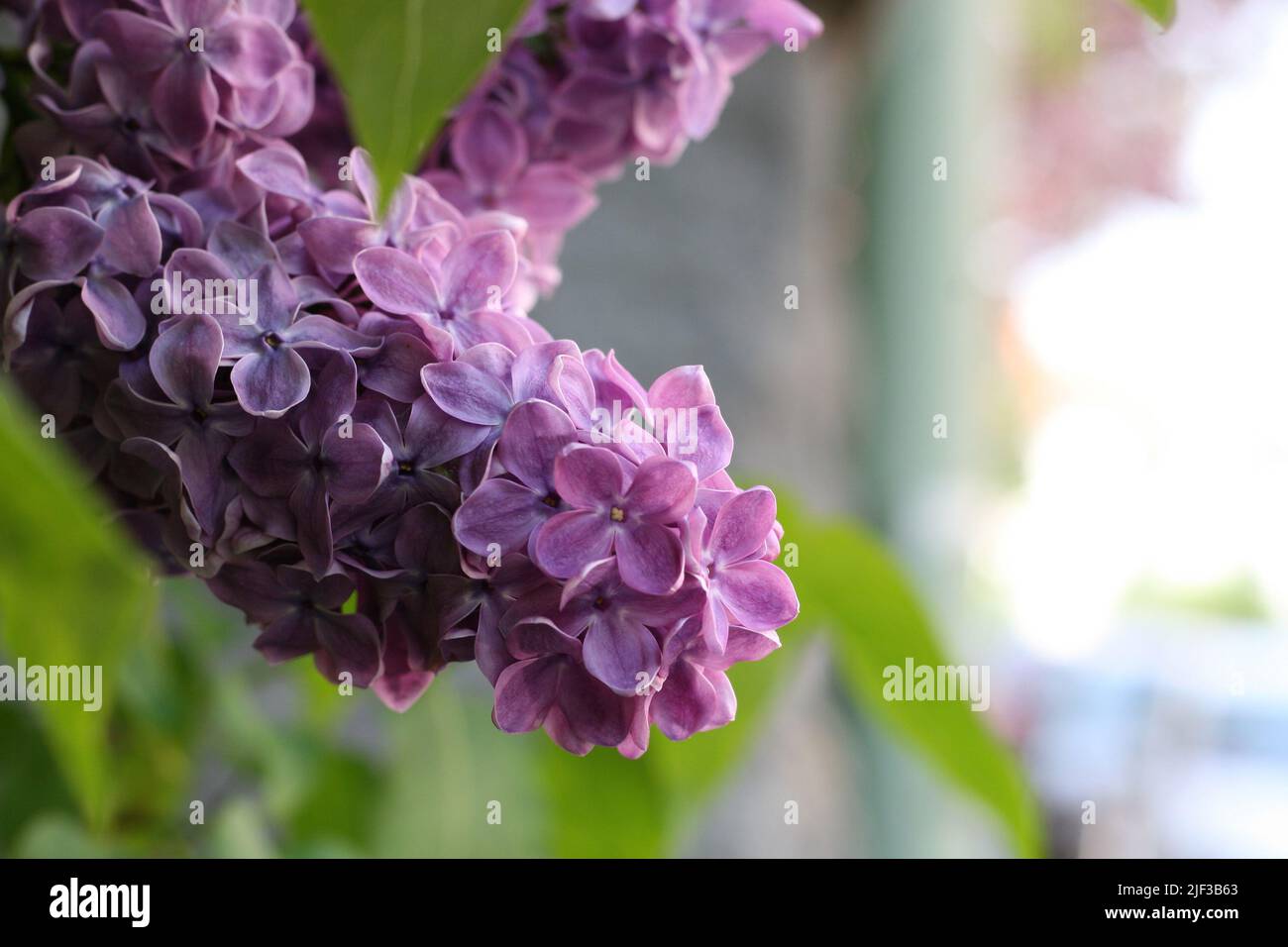 Fiore ramo di fresco viola viola fiori lilla primo piano, fuoco selettivo. Bella fresca syringa fiori lilla in piena fioritura. Via della città Foto Stock
