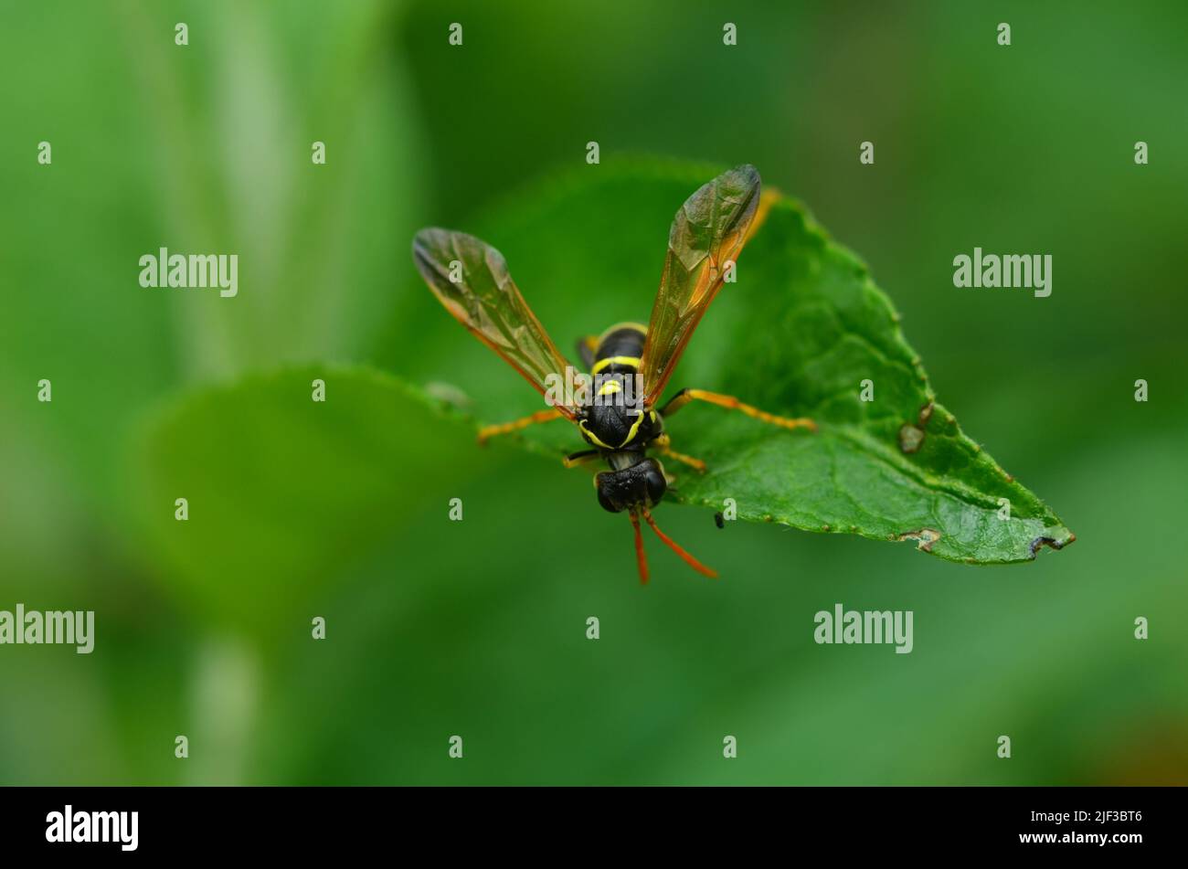Piccolo Wasp, e le sue grandi ali, guardando verso il basso Foto Stock