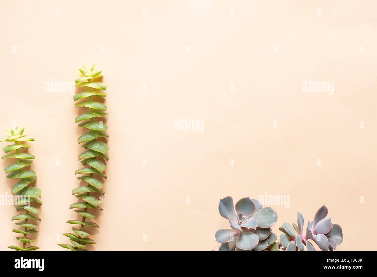 Diverse piante succulente isolate su sfondo beige con spazio di testo. Concetto di background naturale. Foto Stock