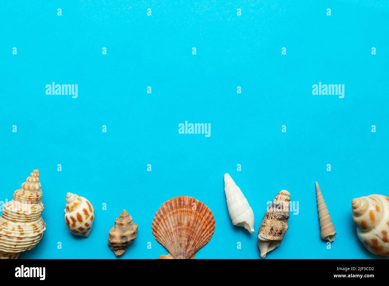 Diverse conchiglie si bordano su un foglio di carta blu chiaro Foto Stock