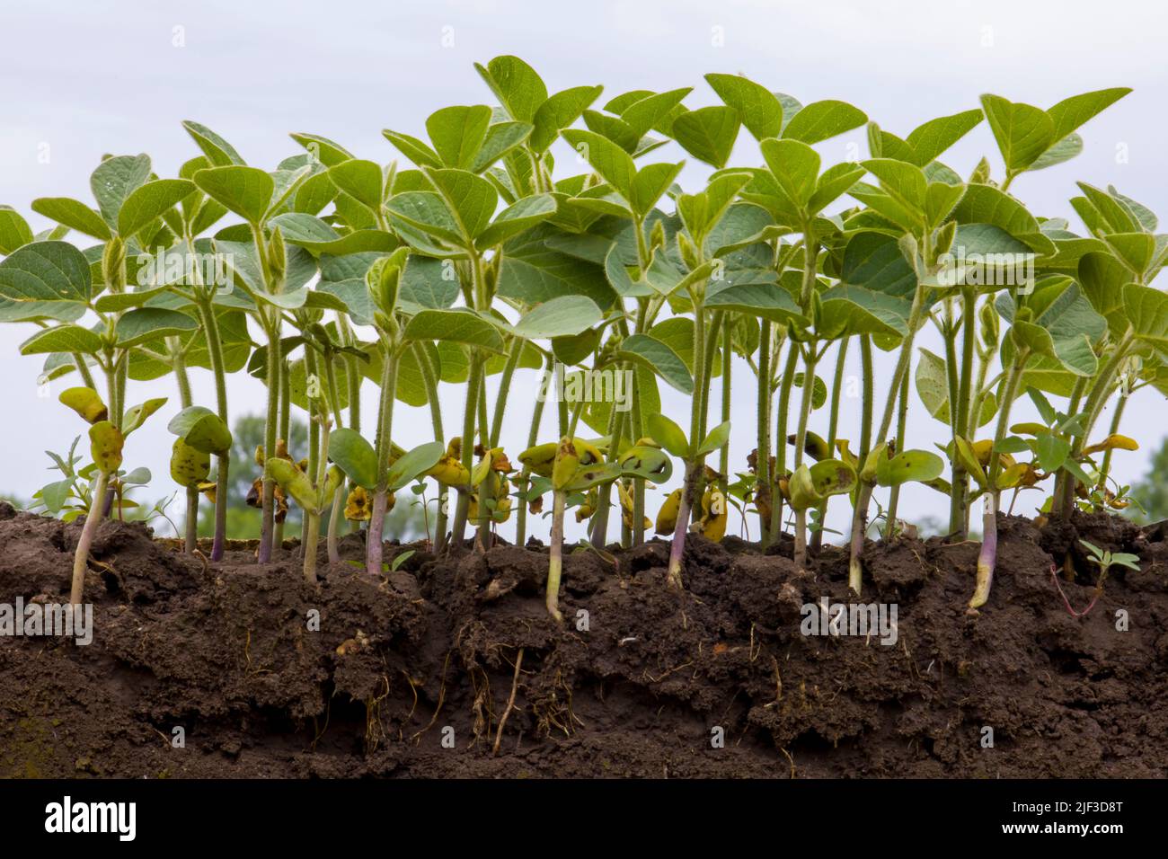 Germogli giovani di soia con radici. Sfondo sfocato. Foto Stock
