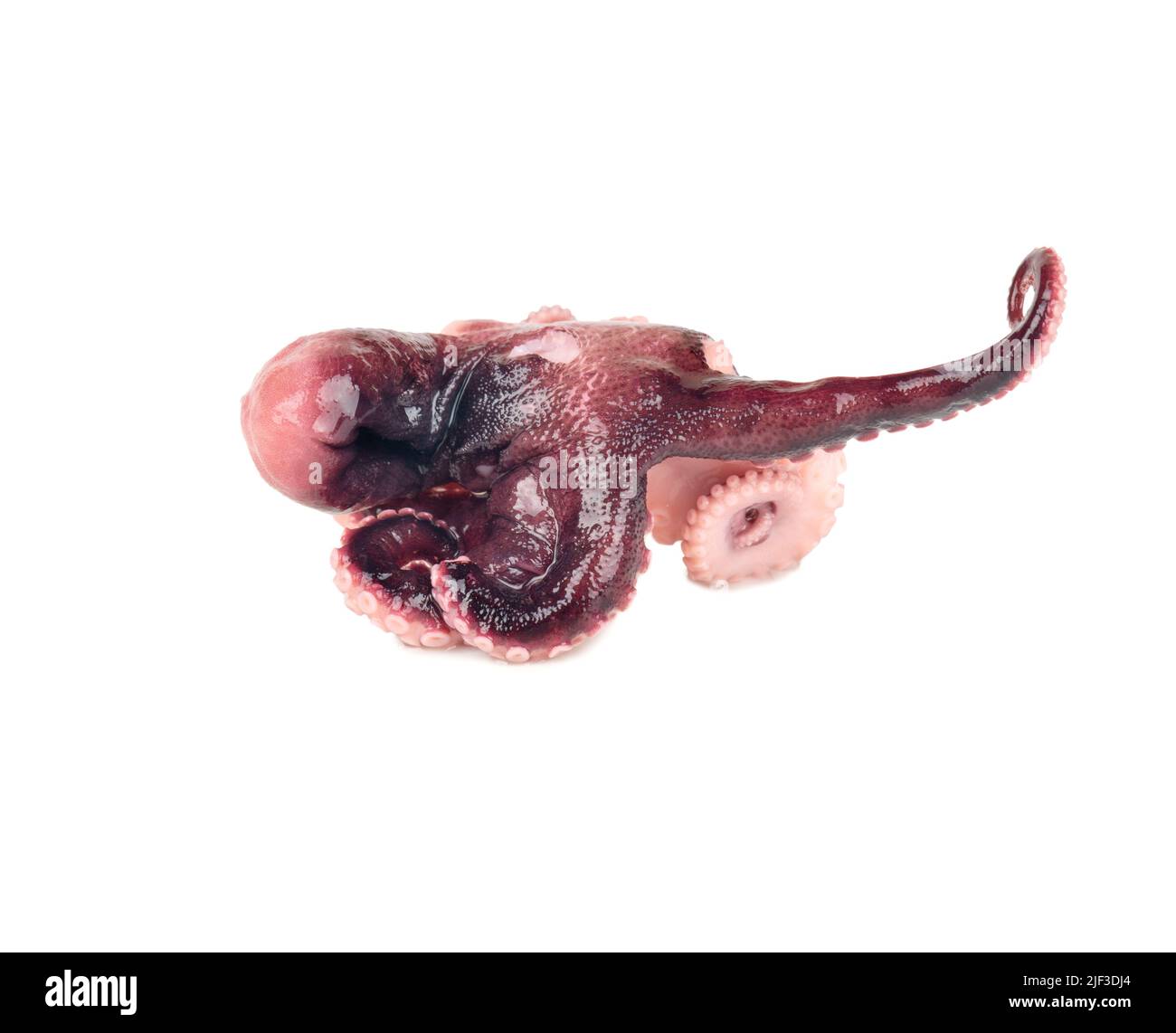 Piccolo polpo decapato isolato su sfondo bianco Foto Stock