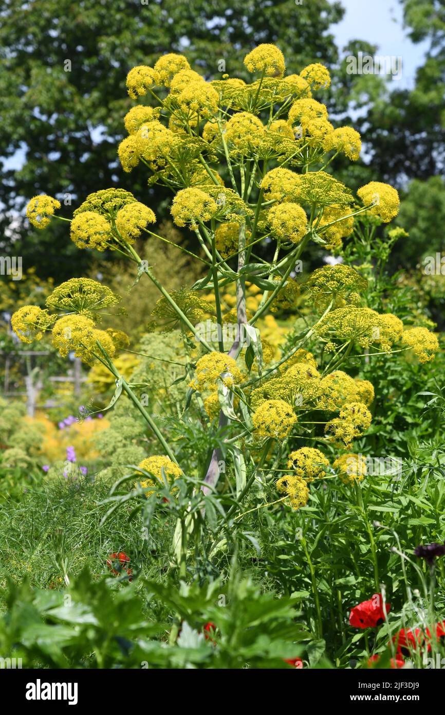 Umbellifer giallo - finocchio gigante Foto Stock