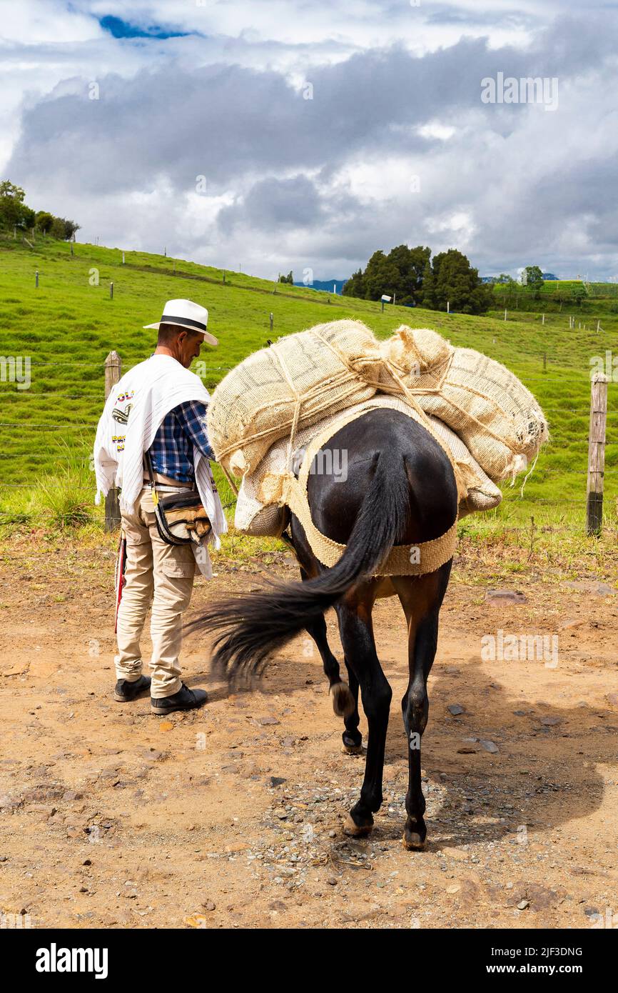 El Peñol, Antioquia - Colombia - 25 maggio 2022. Paisa muleteer, uomo conducente di muli, trasportatore di tipo di merci relative al campo Foto Stock