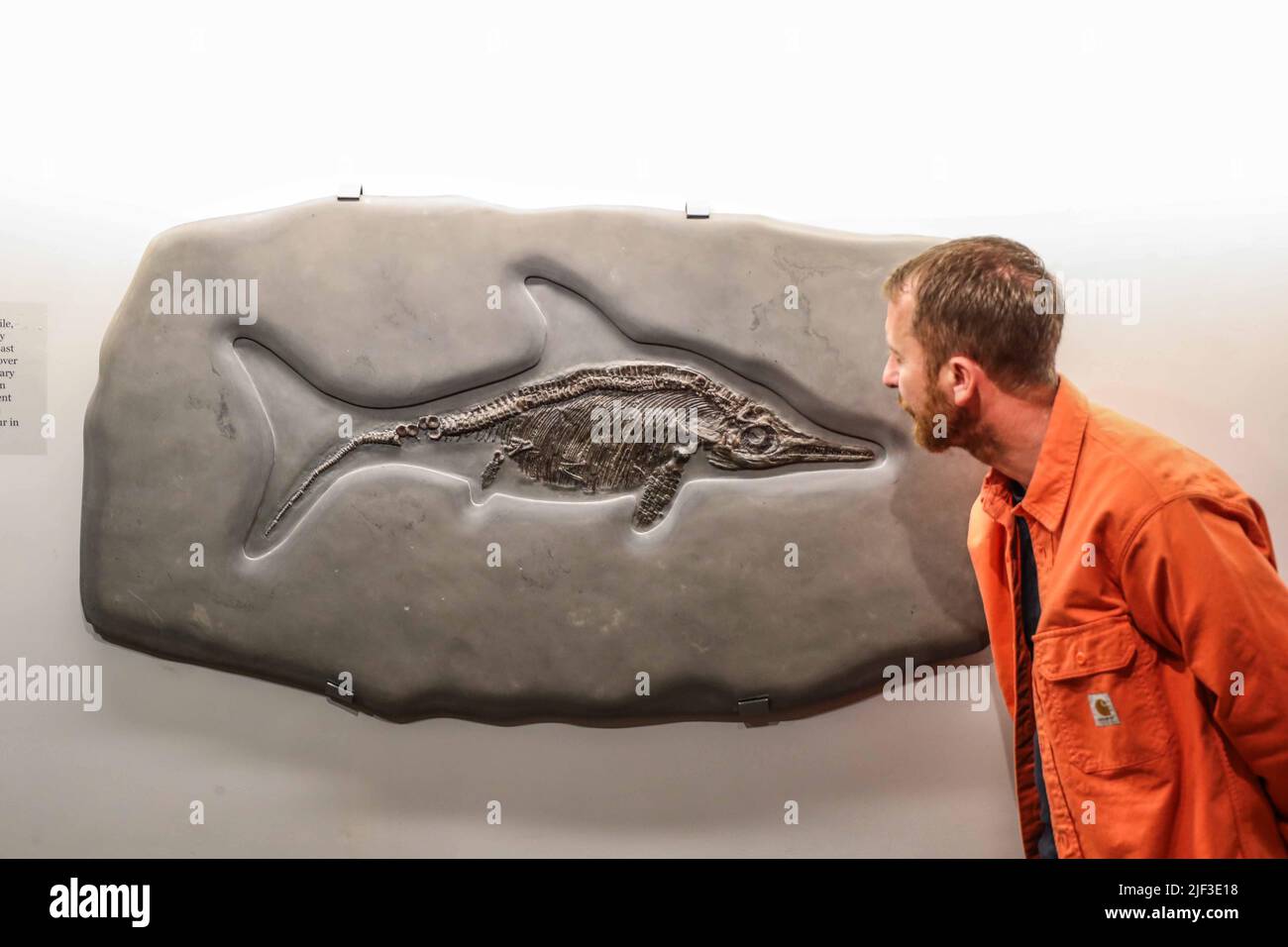 Cambridge, Regno Unito. 29th giugno 2022. Ichthyosaur Skeleton Late Jurassic (165-145 milioni di anni fa) 72 x 125 x 4 cm Jurassic Coast, Dorset, UK, Est £45.000 Un rettile marino superbamente conservato, che appare su uno sfondo di ardesia grigia dalla famosa Jurassic Coast in Dorset. La prima persona a scoprire uno scheletro Ichthyosaur completo è stata Mary Anning, in Lyme Regis, Inghilterra nel 1910 . Galleria oggetti straordinari, 14 Green St, 2 luglio - 2 ottobre 2022 credito: Paul Quezada-Neiman/Alamy Live News Foto Stock