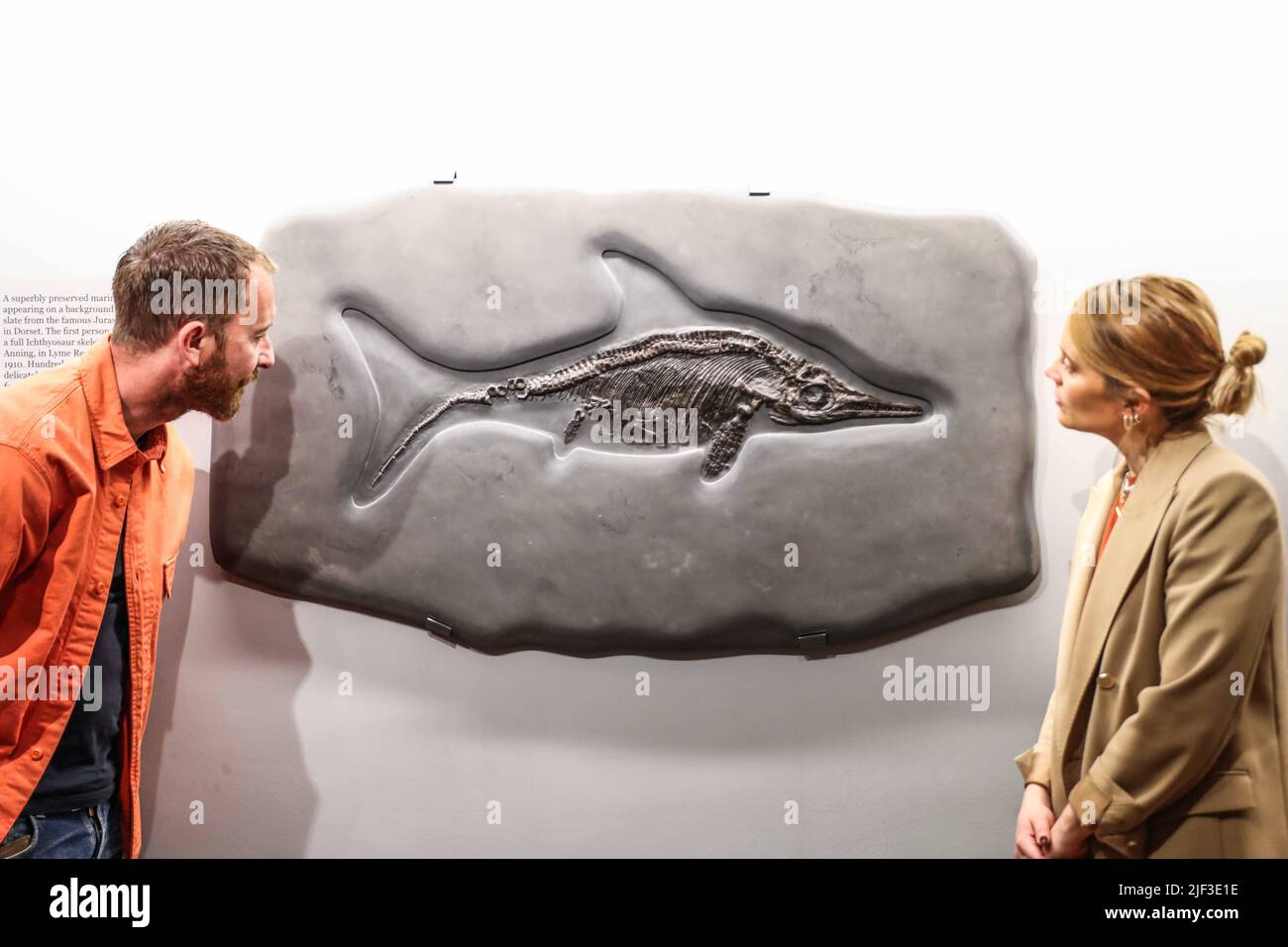 Cambridge, Regno Unito. 29th giugno 2022. Ichthyosaur Skeleton Late Jurassic (165-145 milioni di anni fa) 72 x 125 x 4 cm Jurassic Coast, Dorset, UK, Est £45.000 Un rettile marino superbamente conservato, che appare su uno sfondo di ardesia grigia dalla famosa Jurassic Coast in Dorset. La prima persona a scoprire uno scheletro Ichthyosaur completo è stata Mary Anning, in Lyme Regis, Inghilterra nel 1910 . Galleria oggetti straordinari, 14 Green St, 2 luglio - 2 ottobre 2022 credito: Paul Quezada-Neiman/Alamy Live News Foto Stock