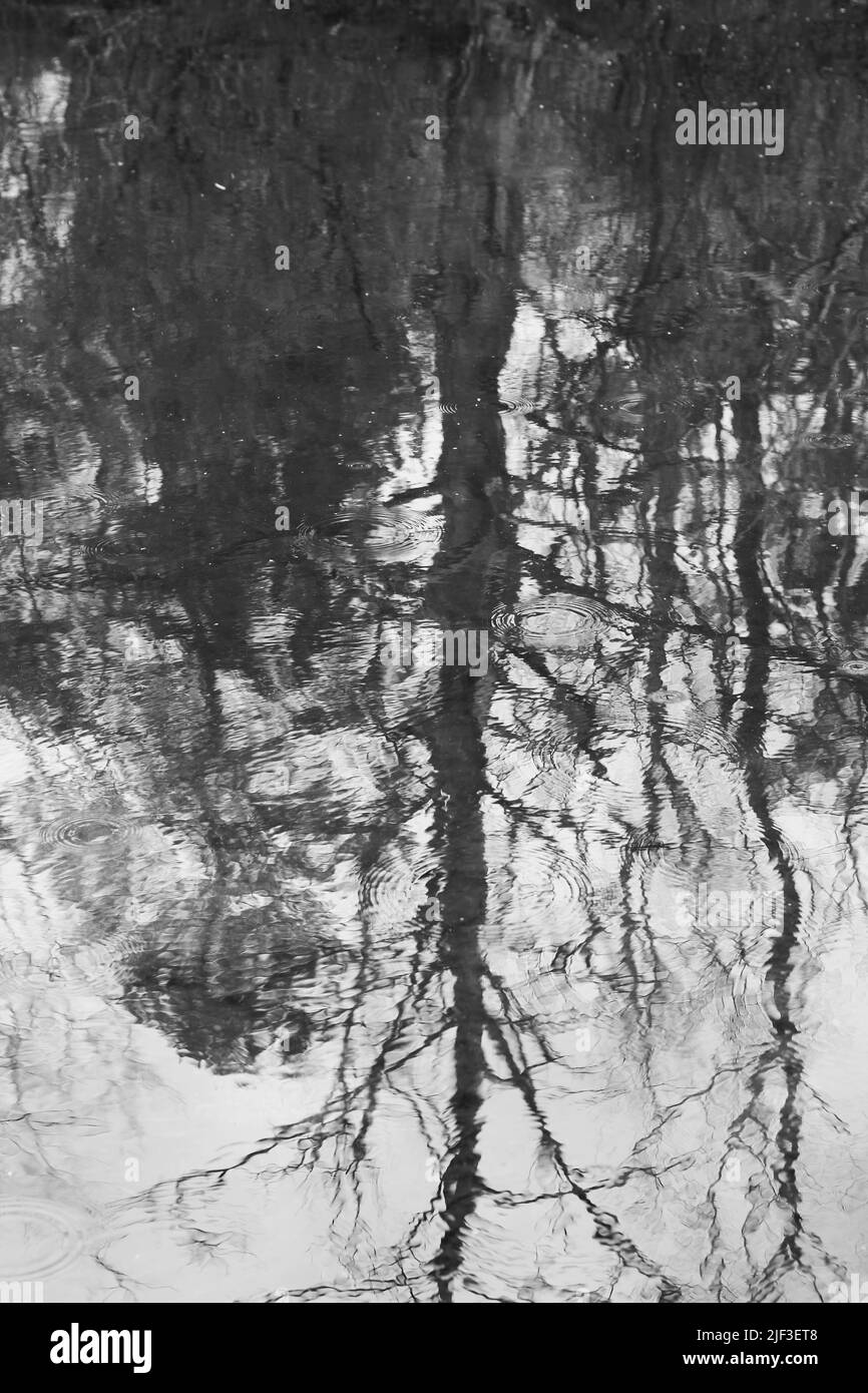 Gli alberi estivi riflettono sulle ondate ondulate della superficie dello stagno in bianco e nero. Foto Stock