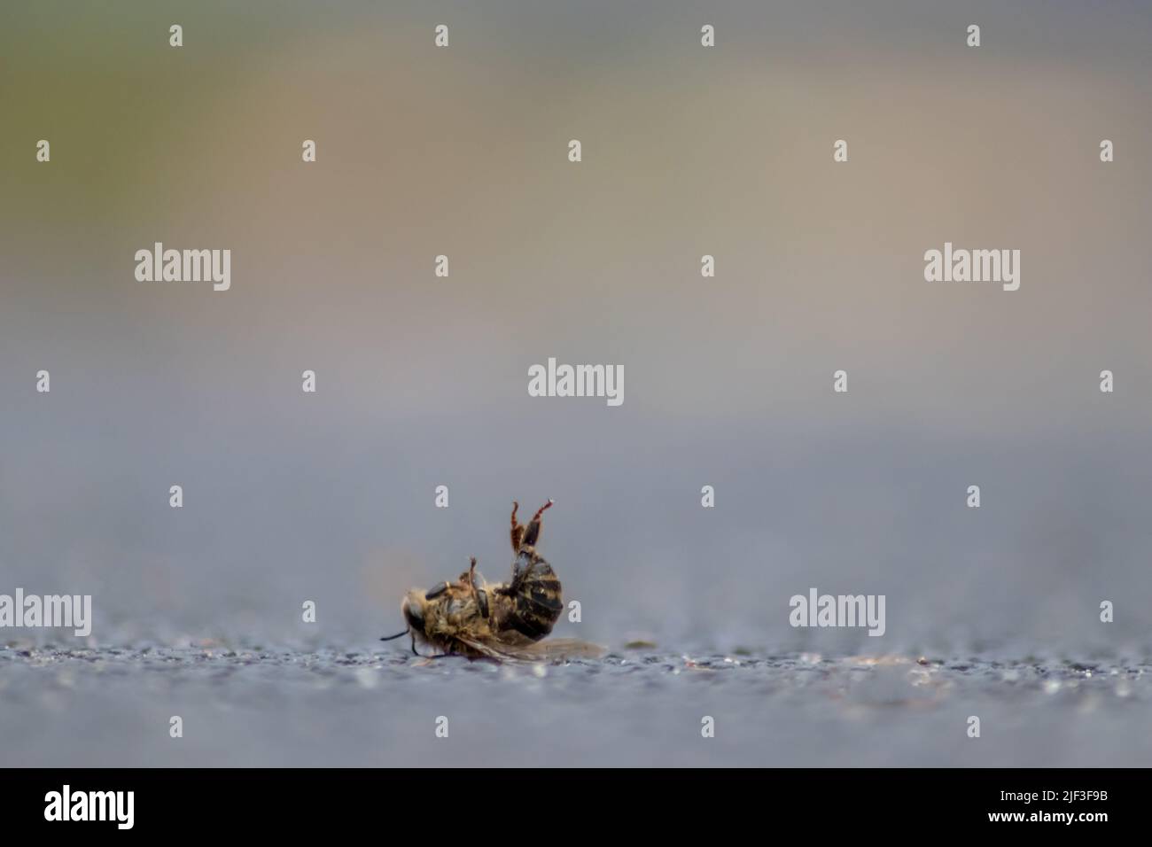 L'ape morta sul terreno avvelenata o infettata dalla malattia di varroa-mite o insetticidi uccide gli organismi benefici ed è un pericolo globale per l'impollinato Foto Stock