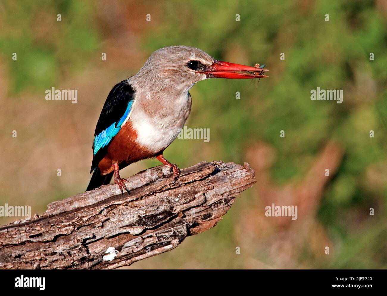 Kingfisher (Halcyon leucocephala), lago Manyara NP., Tanzania. Foto Stock