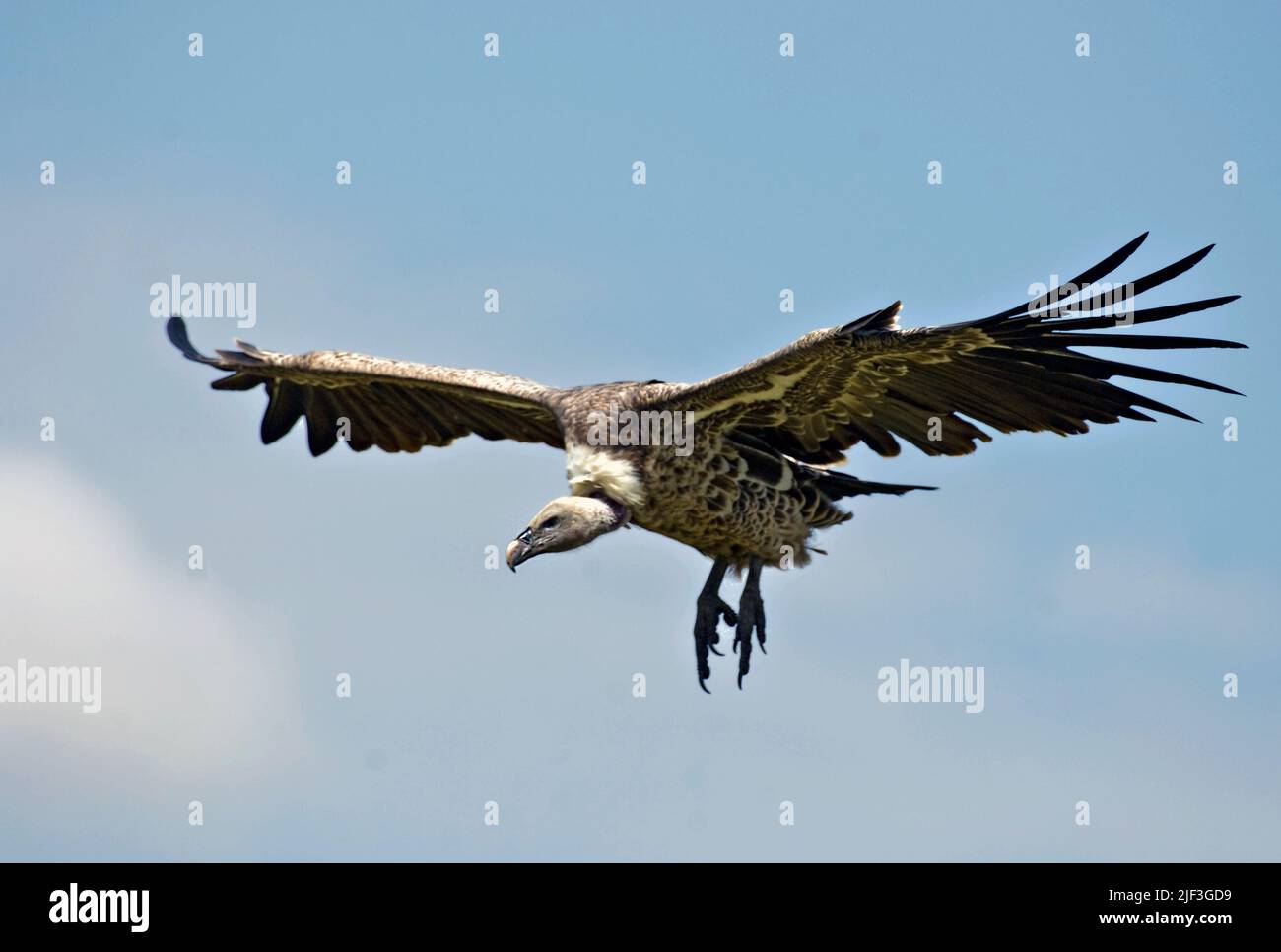 Il Griffon Vulture di Ruppell (Gyps rueppellii) si trova a Maasai Mara, Kenya Foto Stock