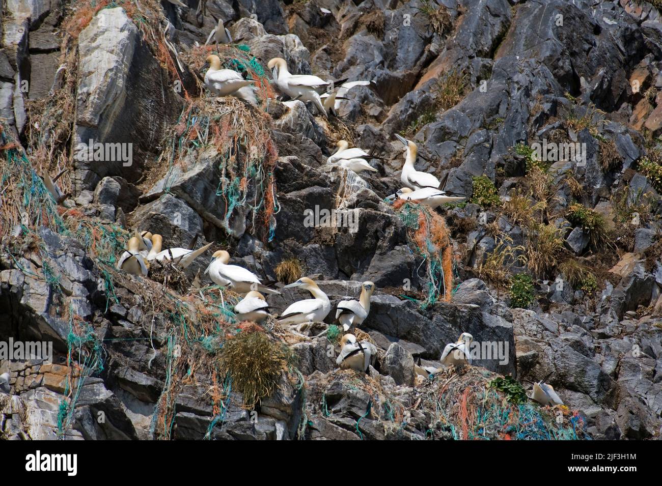 Northern Sule, Morus bassanus, nesting in un grande uccello scogliera sul isola di Runbde, a nord-ovest della Norvegia. Fare notare come gli uccelli hanno costruito le loro Foto Stock