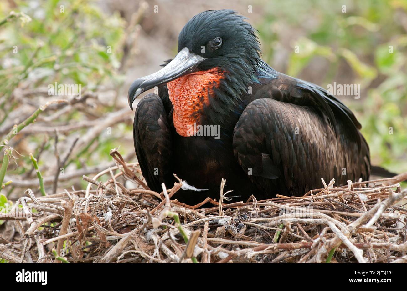 Magnifico Frigatebird (Fregata magnificens) nidificato a genovesa, Galapagos. Foto Stock