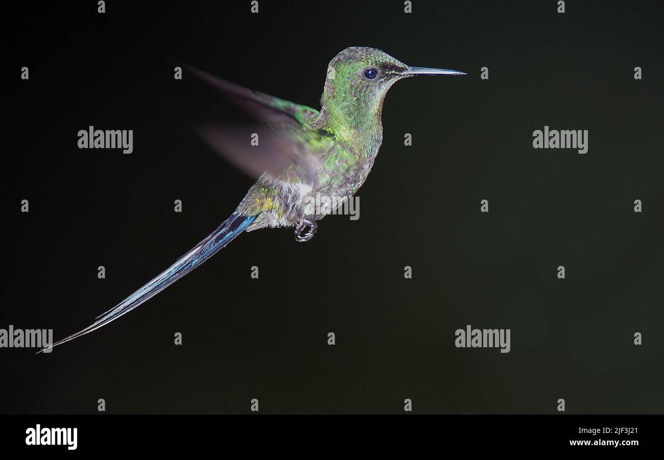 Thorntail verde (Discosura conversii) da Mindo, Ecuador. Foto Stock