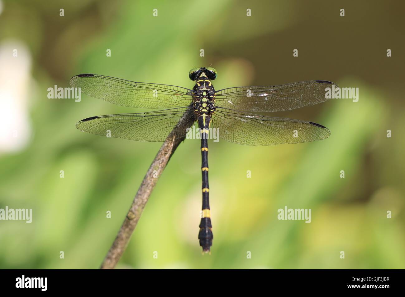 Dragonfly Banded, un nero con libellula gialla seduta sul ramo albero nel giardino Foto Stock
