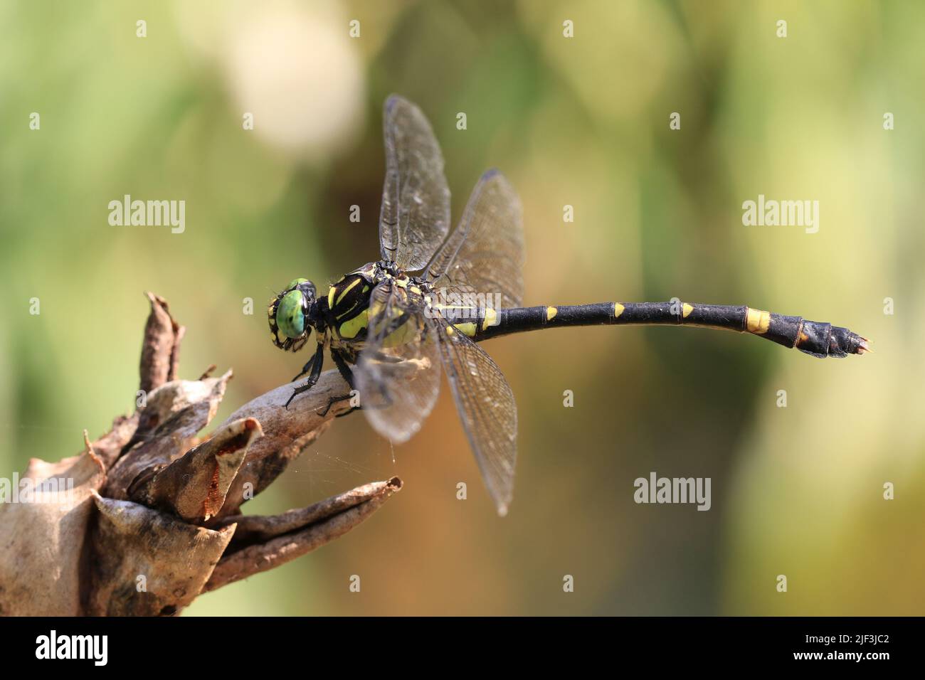 Dragonfly a bande, un nero con libellula gialla seduto sul petalo appassito in giardino Foto Stock