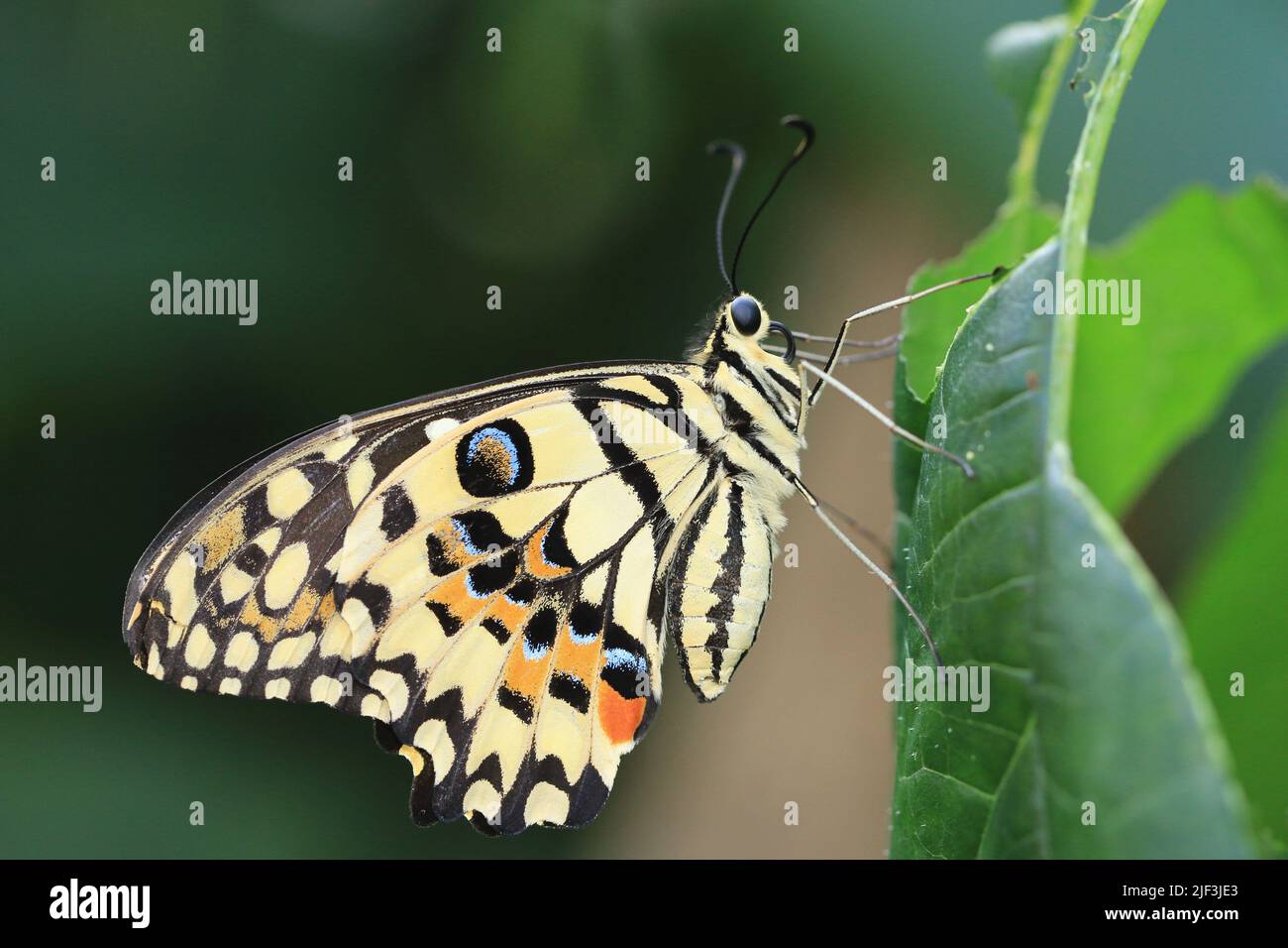 Lime Butterfly (coda di rondine a scacchi), una bella farfalla colorata seduta sulla foglia verde nel giardino Foto Stock