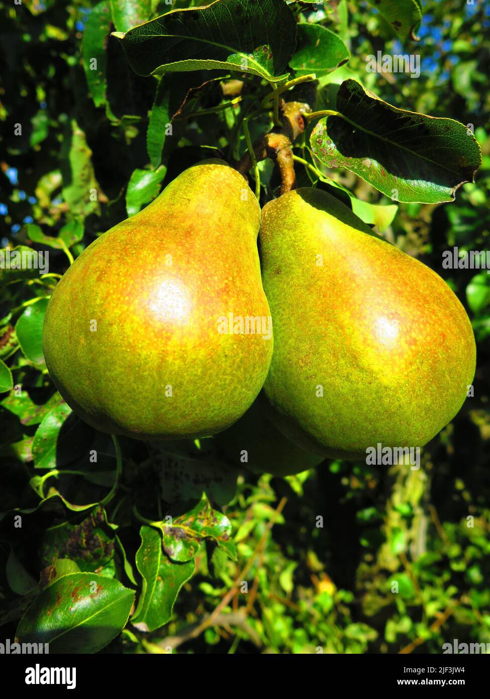 Due pere appese al brunch da vicino. Pera frutteto in Inghilterra, pera frutteto. Pera frutta verde sull'albero. Frutticoltura, tempo di raccolta, frutta locale nel Regno Unito. Stagione di raccolta della pera. Foto di alta qualità Foto Stock