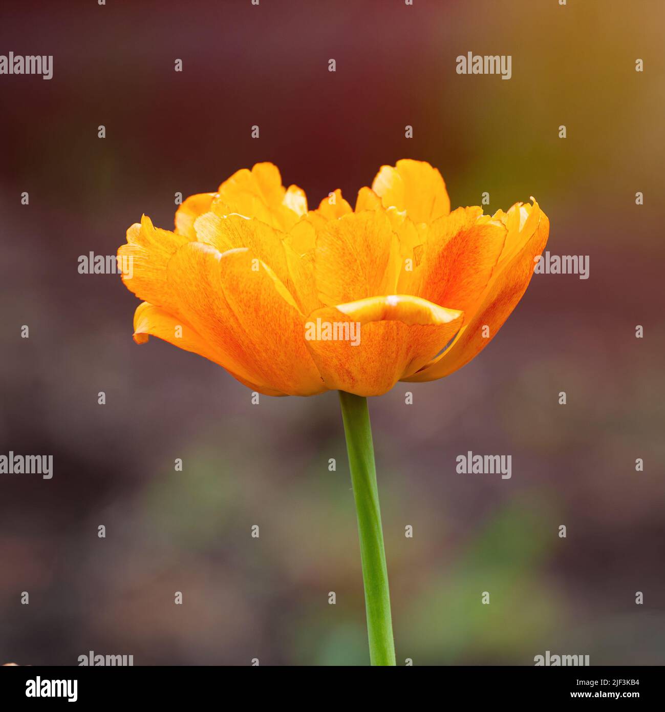 Tulipano giallo terry o tulipano frangiato in giardino Foto Stock