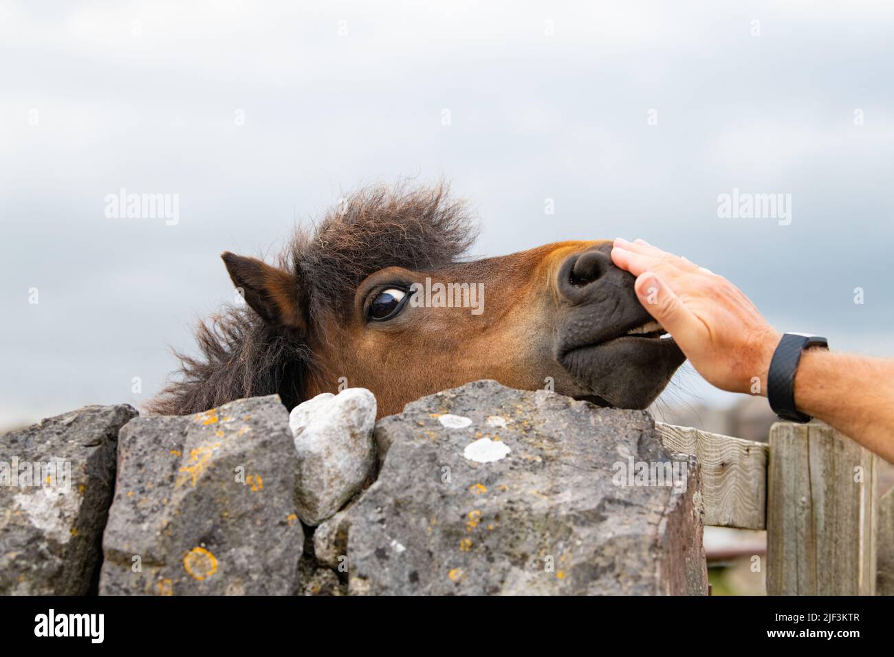 Pony Shetland riuscendo appena a raggiungere sopra la parte superiore di un muro di pietra asciutto verso una mano che raggiunge fuori per piccarlo Foto Stock