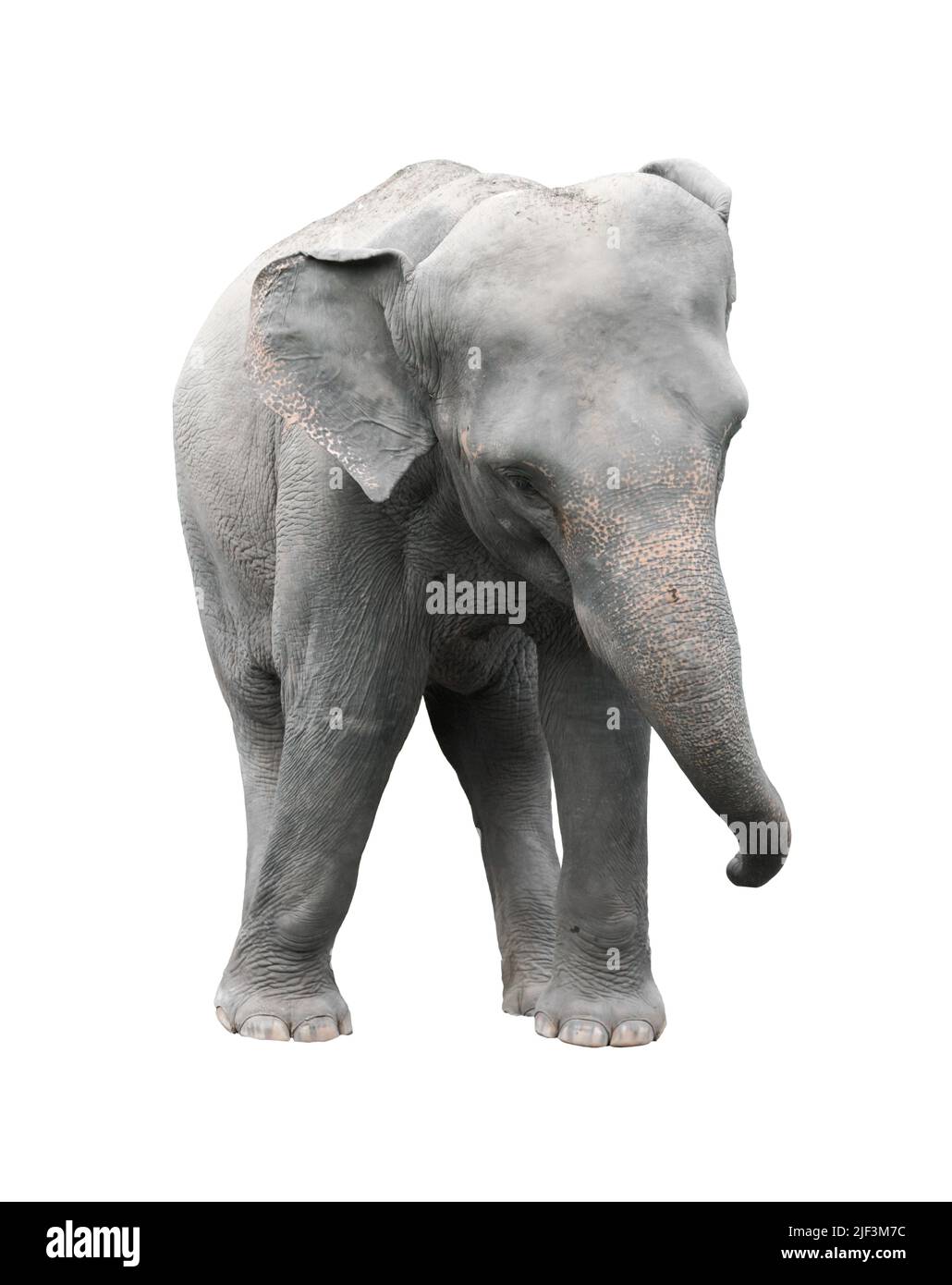 Asia elephant isolati su sfondo bianco Foto Stock