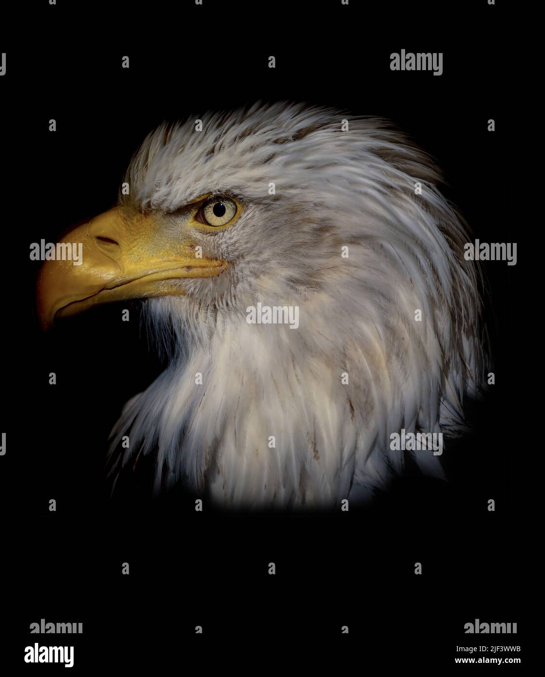 Fiero aquila calva americana ((Haliaeetus albicilla) su sfondo nero. Ritratto di aquila popolare. Famoso uccello predatore. Portrat animail. Foto Stock