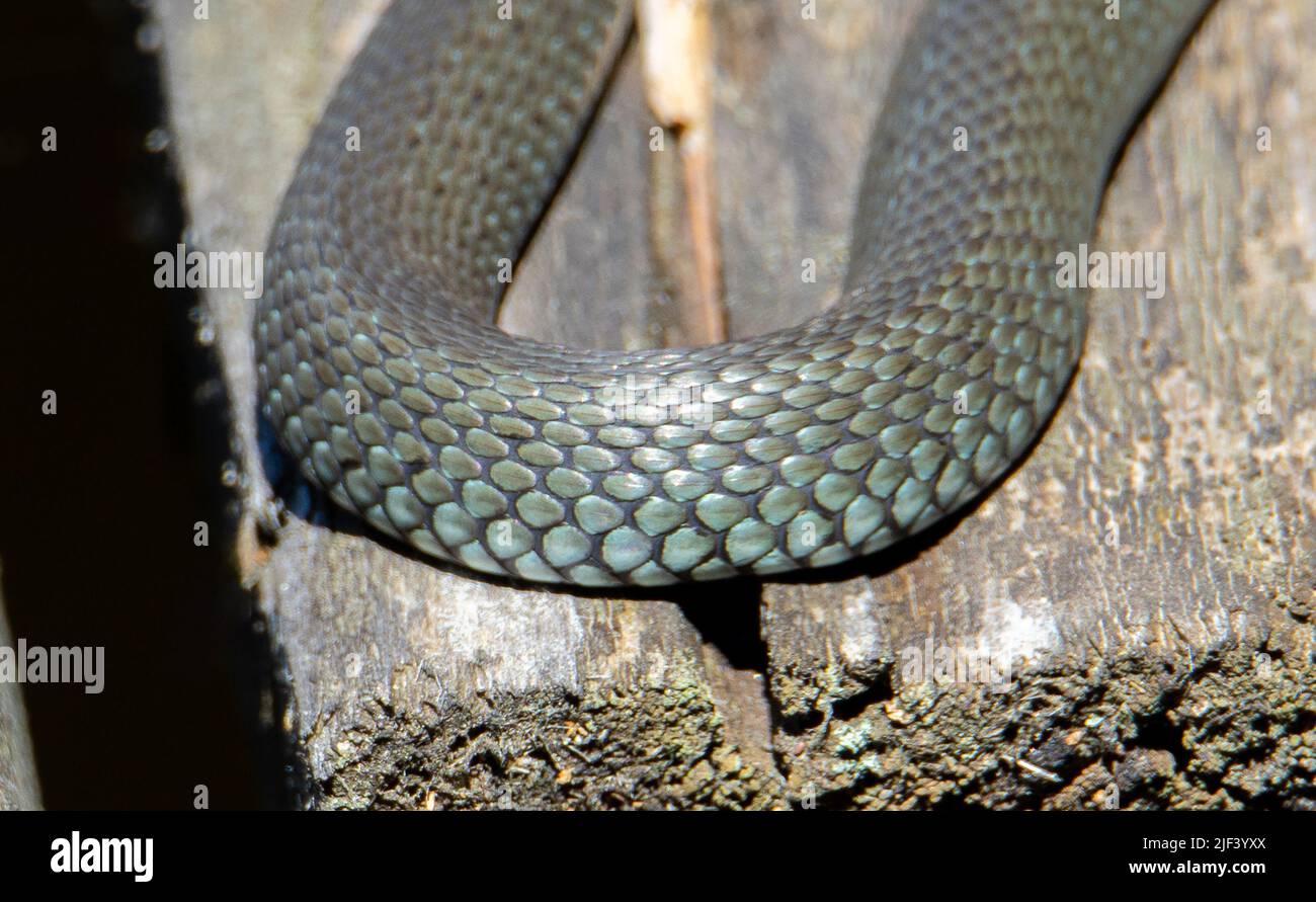 Un primo piano delle scaglie sulla pelle di un serpente, corpo, rettile Foto Stock