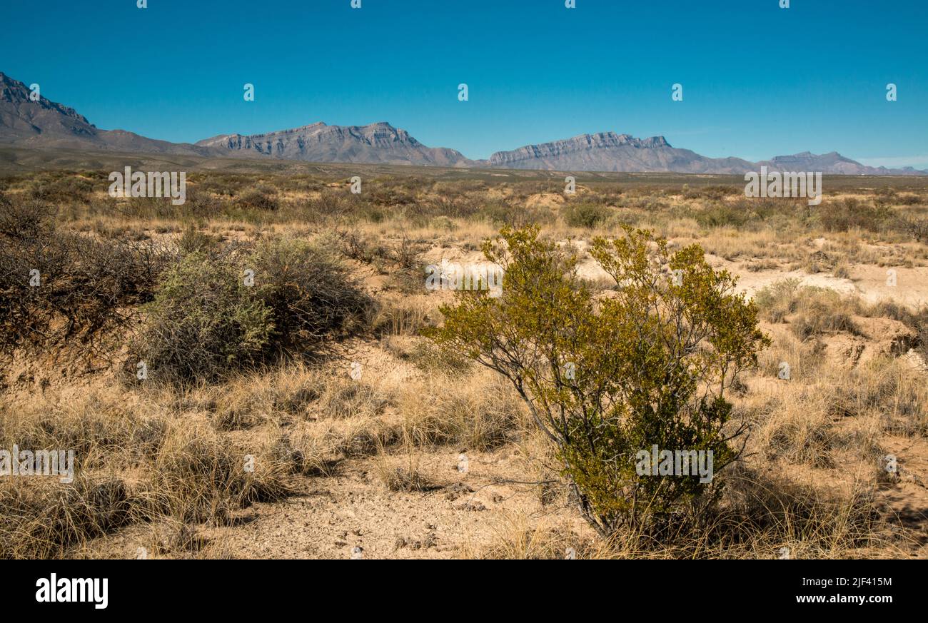 Paesaggio desertico del New Mexico, alte montagne sullo sfondo del deserto e piante tolleranti alla siccità, New Mexico Foto Stock