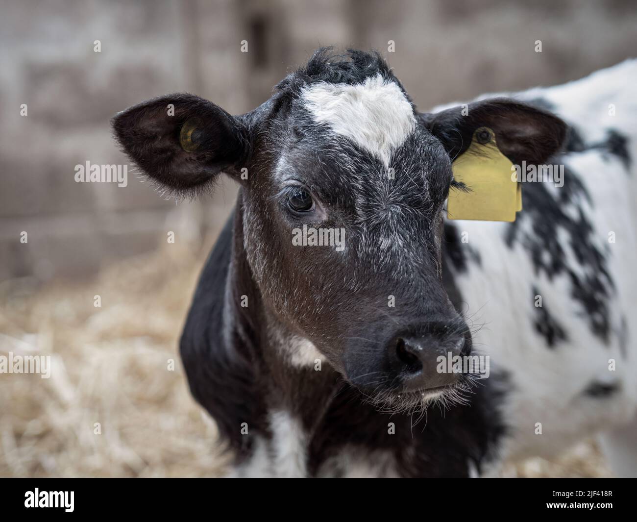 Giovane vitello Friesiano bianco e nero in primo piano. Foto Stock