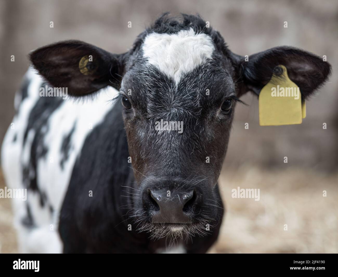 Giovane vitello Friesiano bianco e nero in primo piano. Foto Stock